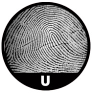 Nước xuôi (Ulnar Loop) - U