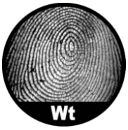 Đại bàng lệch (Whorl)