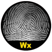 Đại bàng ngẫu nhiên (Accidental Whorl)